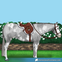 Horse Color:Black Sabino Splash Appaloosa and Black Sabino Splash Appaloosa