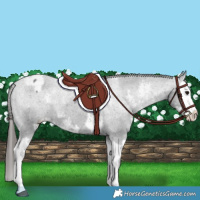 Horse Color:Black Sabino Splash Appaloosa  and Black Sabino Splash Appaloosa 