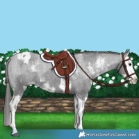 Horse Color:Black Sabino Splash Appaloosa  and Black Sabino Splash Appaloosa