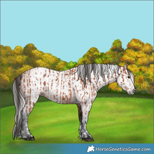 Horse Color:Bay Sabino Rabicano  and Gray Bay Sabino Rabicano 