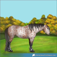 Horse Color:Bay Sabino Rabicano  and Gray Bay Sabino Rabicano 
