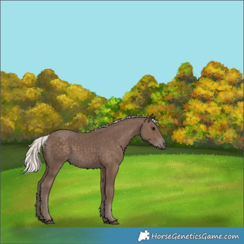 Horse Color:Silver Black 
