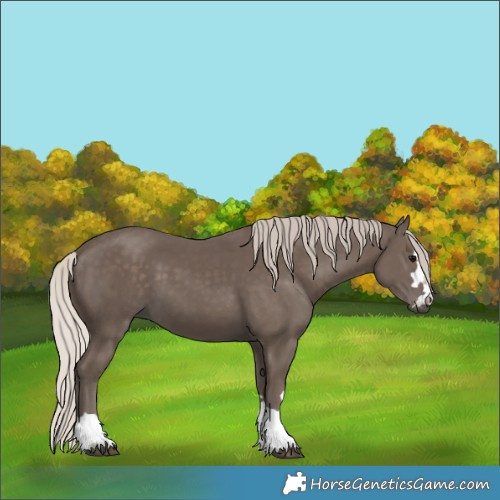 Horse Color:Silver Black 