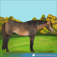 Horse Color:Buckskin