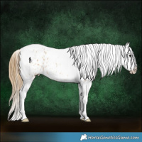 Horse Color:Buckskin Roan Tobiano Blanket Rabicano