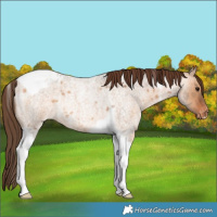 Horse Color:Bay Roan Dun Tobiano Appaloosa Rabicano