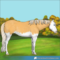 Horse Color:Palomino Splash