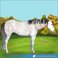 Horse Color:Brown Roan Sabino Splash Rabicano 