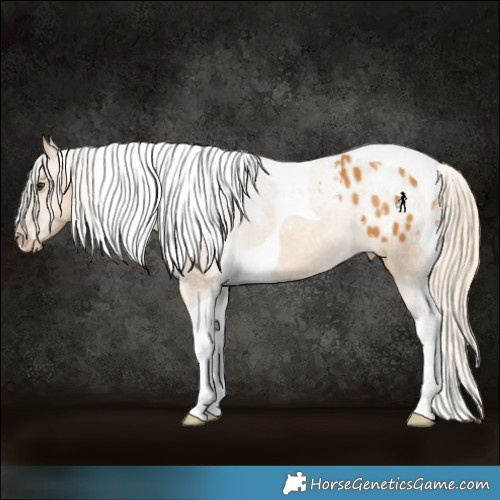 Horse Color:Palomino Tobiano Appaloosa