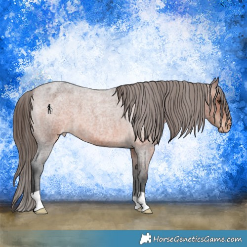 Horse Color:Brown Roan Appaloosa