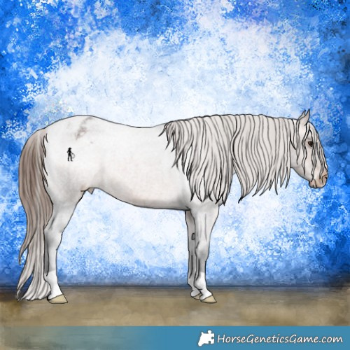 Horse Color:Brown Roan Appaloosa 