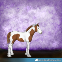 Horse Color:Gray Chestnut Splash Tobiano 