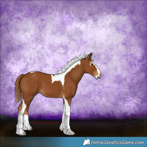 Horse Color:Gray Chestnut Splash Tobiano 
