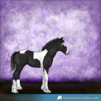 Horse Color:Gray Black Splash Tobiano 