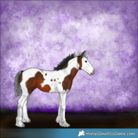 Horse Color:Gray Bay Splash Tobiano 