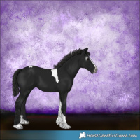 Horse Color:Gray Black Splash Tobiano 