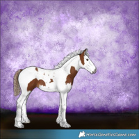 Horse Color:Gray Chestnut Splash Tobiano