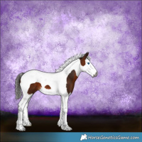 Horse Color:Gray Bay Splash Tobiano