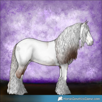 Horse Color:Gray Chestnut Splash Tobiano 