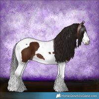 Horse Color:Gray Bay Splash Tobiano
