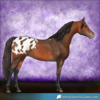 Horse Color:Bay Appaloosa 