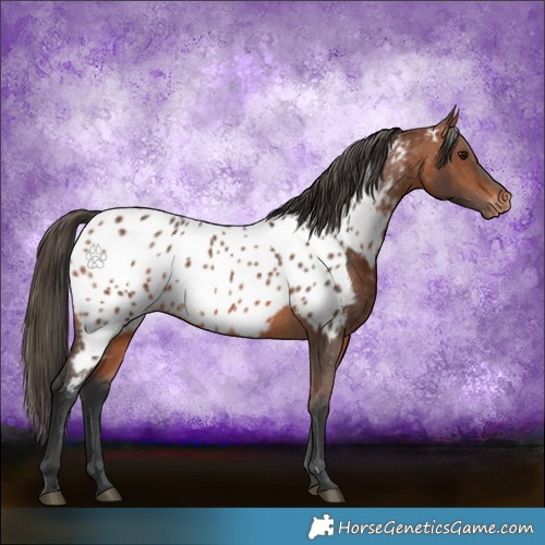 Horse Color:Bay Appaloosa