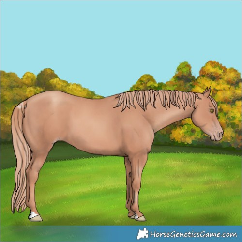 Horse Color:Gold Champagne