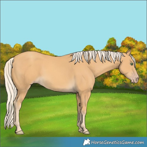 Horse Color:Gold Cream Champagne