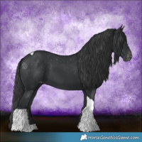 Horse Color:Black Tobiano Appaloosa 