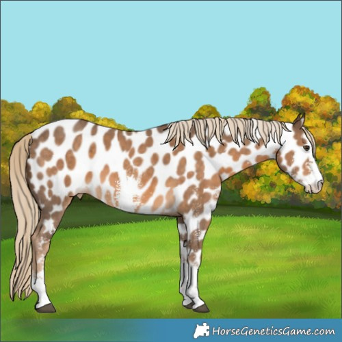 Horse Color:Chocolate Palomino Sabino Appaloosa 