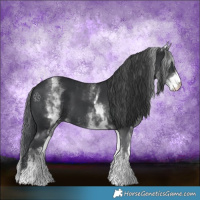 Horse Color:White Spotted Black