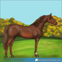 Horse Color:Chestnut 