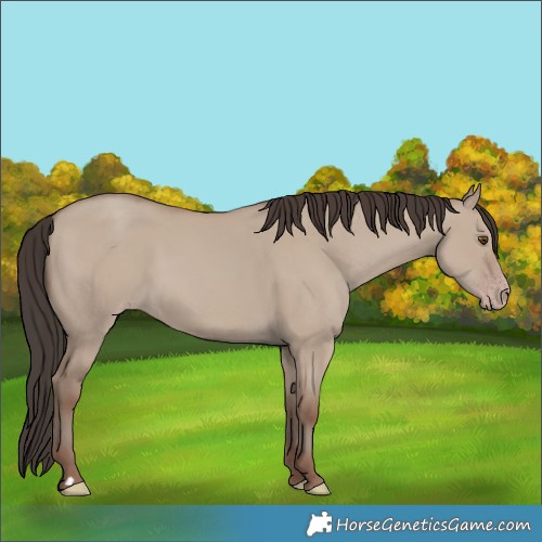 Horse Color:Classic Champagne Dun 