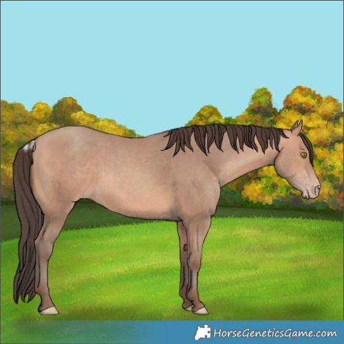 Horse Color:Amber Champagne 