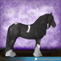 Horse Color:Smoky Black Tobiano