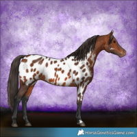 Horse Color:Bay Appaloosa