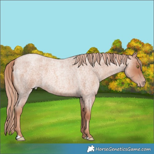 Horse Color:Gold Champagne Roan