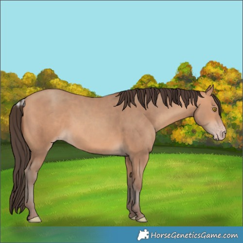 Horse Color:Amber Champagne 