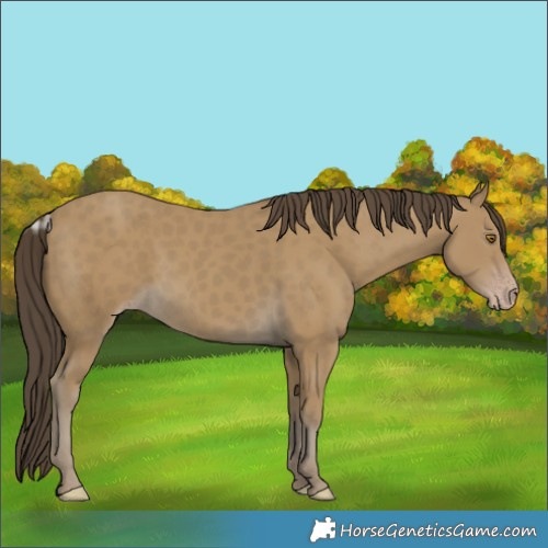Horse Color:Classic Cream Champagne 