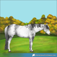 Horse Color:White Spotted Black 