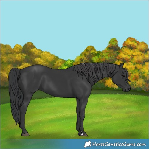 Horse Color:Black 