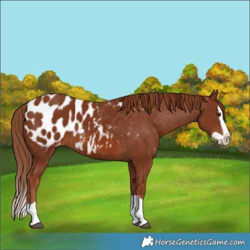 Horse Color:Chestnut Splash Appaloosa 