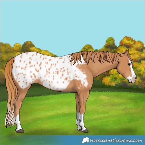 Horse Color:Chestnut Splash Appaloosa