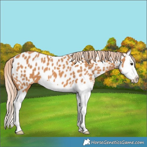 Horse Color:Chestnut Splash Appaloosa