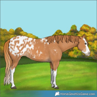 Horse Color:Chestnut Splash Appaloosa 