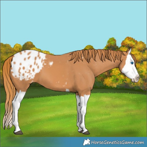 Horse Color:Chestnut Splash Appaloosa 