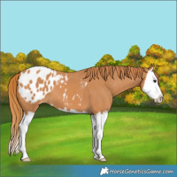 Horse Color:Chestnut Splash Appaloosa 