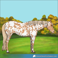 Horse Color:Chestnut Appaloosa 