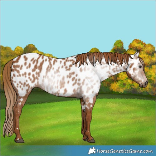 Horse Color:Gray Chestnut Appaloosa 