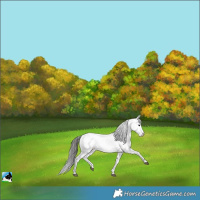 Horse Color:Black Sabino Snowcap